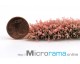 Tyrian Pink 0,5 mm Beflockung Blütenstand Magiflor